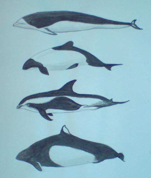 Sydlig r�tvalsdelfin, commersonsdelfin, timglasdelfin och dallstumlare