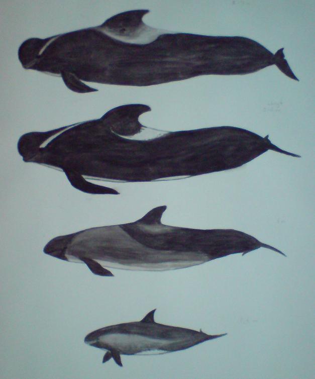 Kortfenad grindval, l�ngfenad grindval, halvsp�ckhuggare och dv�rgsp�ckhuggare