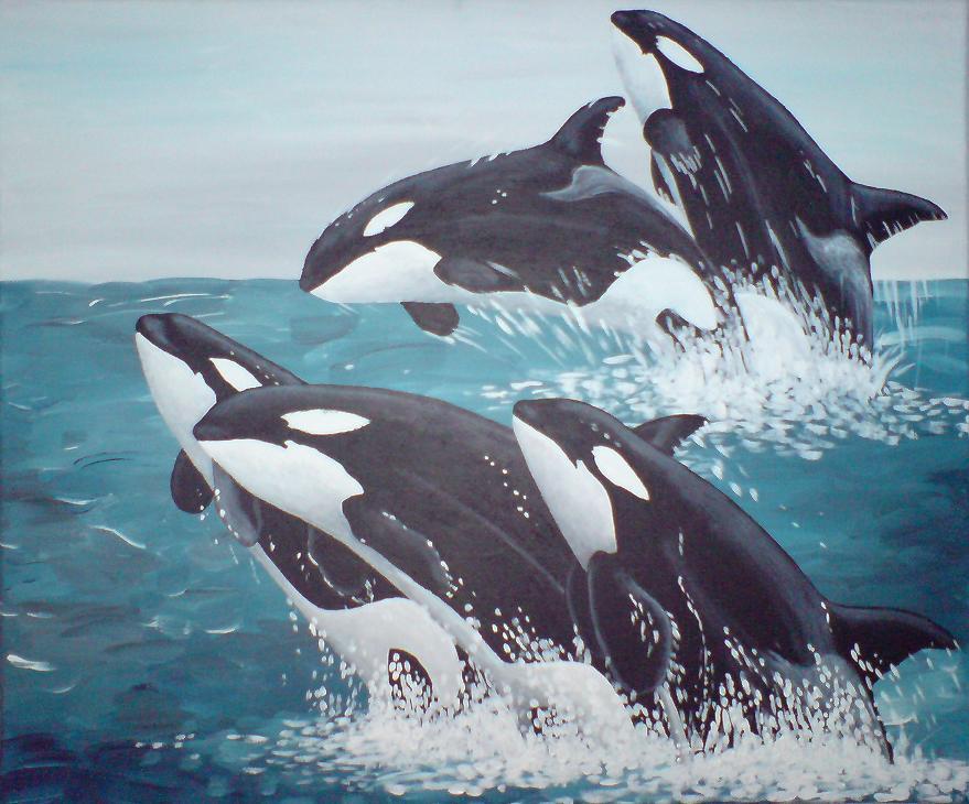 �vre: Nami och Tokitae. Under: Kayla, Corky II och Orkid