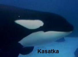 Kasatka