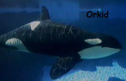 Orkid