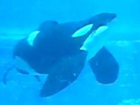 Tillikum med fisk i munnen